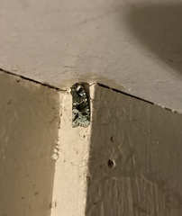 Lacinipolia explicata