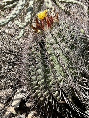 Ferocactus wislizeni