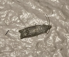 Pelochrista costastriata
