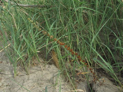 Rumex maritimus