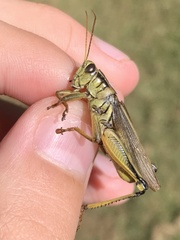 Melanoplus bivittatus
