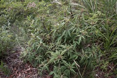 Eupatorium formosanum