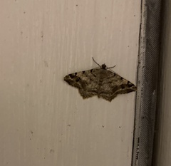 Macaria pinistrobata