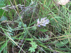 Astragalus laxmannii