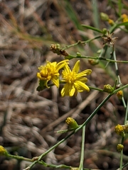 Gutierrezia texana