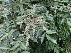 Rhus chinensis