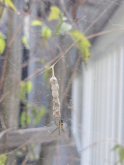 Mecynogea lemniscata