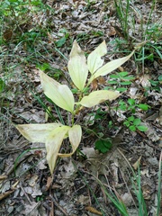 Polygonatum latifolium