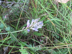 Astragalus laxmannii