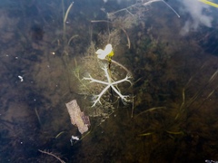 Utricularia radiata