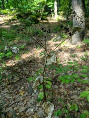 Smyrnium perfoliatum