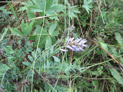 Astragalus laxmannii