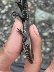 Eutropis