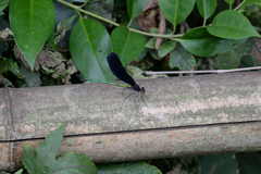 Atrocalopteryx atrata