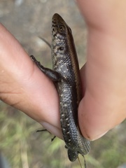 Eutropis