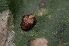 Penthimia nigra