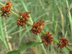 Rumex maritimus