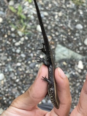 Eutropis