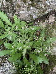 Micranthes petiolaris