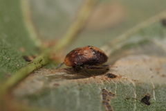 Penthimia nigra