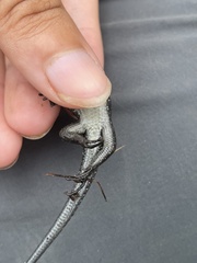 Eutropis