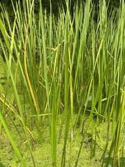 Sparganium americanum