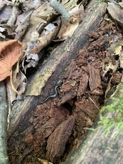 Plethodon hubrichti
