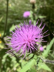 Cirsium altissimum