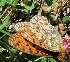 Argynnis niobe