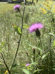 Cirsium altissimum