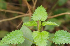 Urtica incisa