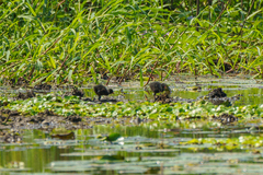 Gallinula chloropus meridionalis