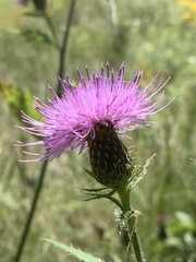 Cirsium altissimum