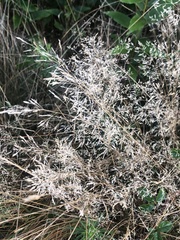 Agrostis capillaris