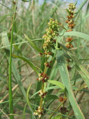 Rumex maritimus