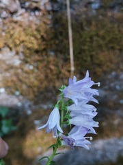 Campanula bononiensis