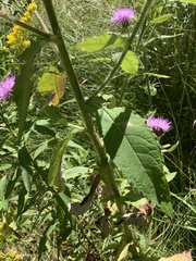 Cirsium altissimum