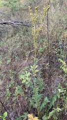 Filipendula stepposa