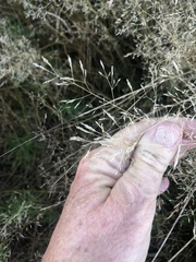 Agrostis capillaris