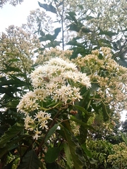 Gymnanthemum amygdalinum