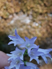 Campanula bononiensis