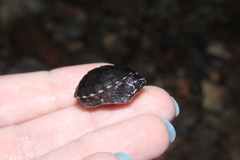 Sternotherus odoratus
