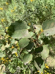 Populus grandidentata