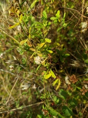 Cuscuta epithymum