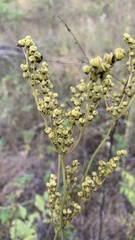 Filipendula stepposa