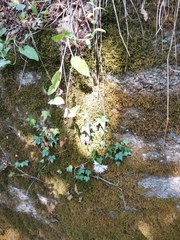 Campanula bononiensis