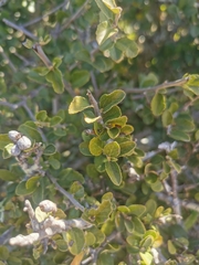 Grewia robusta