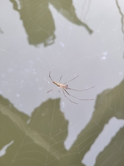 Tetragnatha versicolor