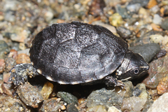 Sternotherus odoratus