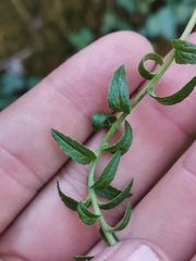 Campanula bononiensis